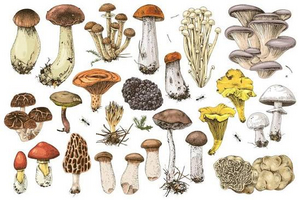 Image - Champignons.jpg